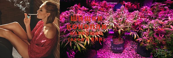 синтетический гашиш Нефтегорск